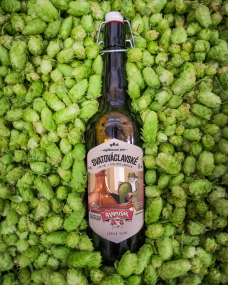 Svatováclavské pivo s čerstvým chmelem